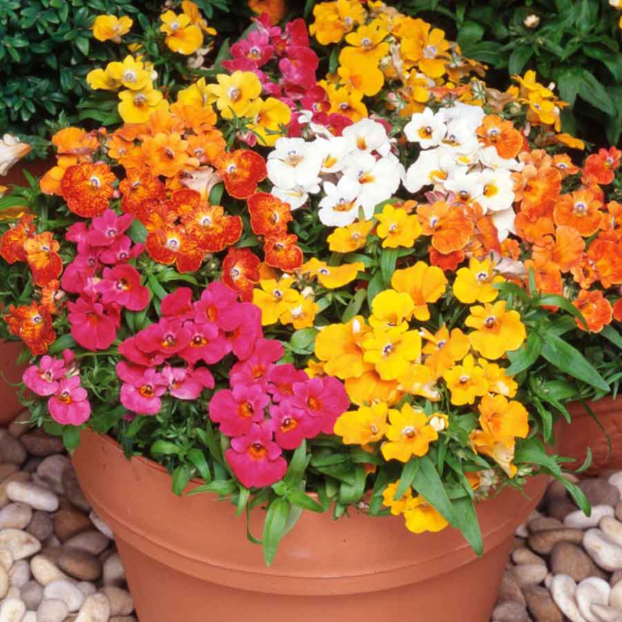 Ornamental Nemesia seeds for landscapes
