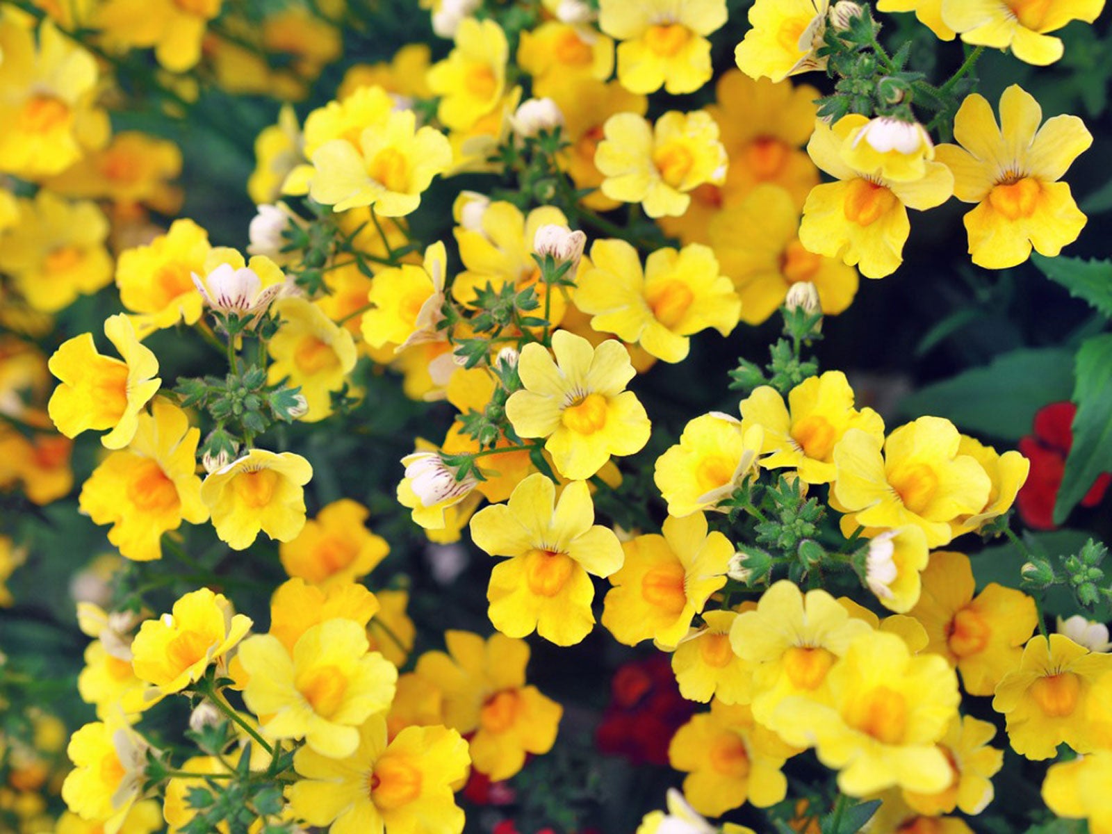 Yellow Nemesia flowering seeds for gardens