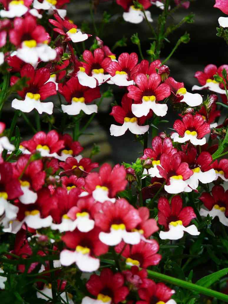 Red White Nemesia Strumosa Flower Seeds