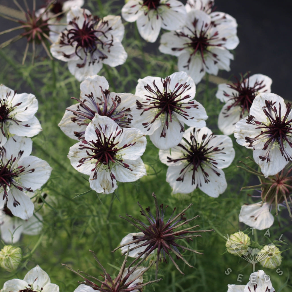 White Nigella African Flower seeds for Planting - Shade Tolerant, Heirloom & GMO Free Seeds for Home Garden
 
 Sale seeds for planting in home garden