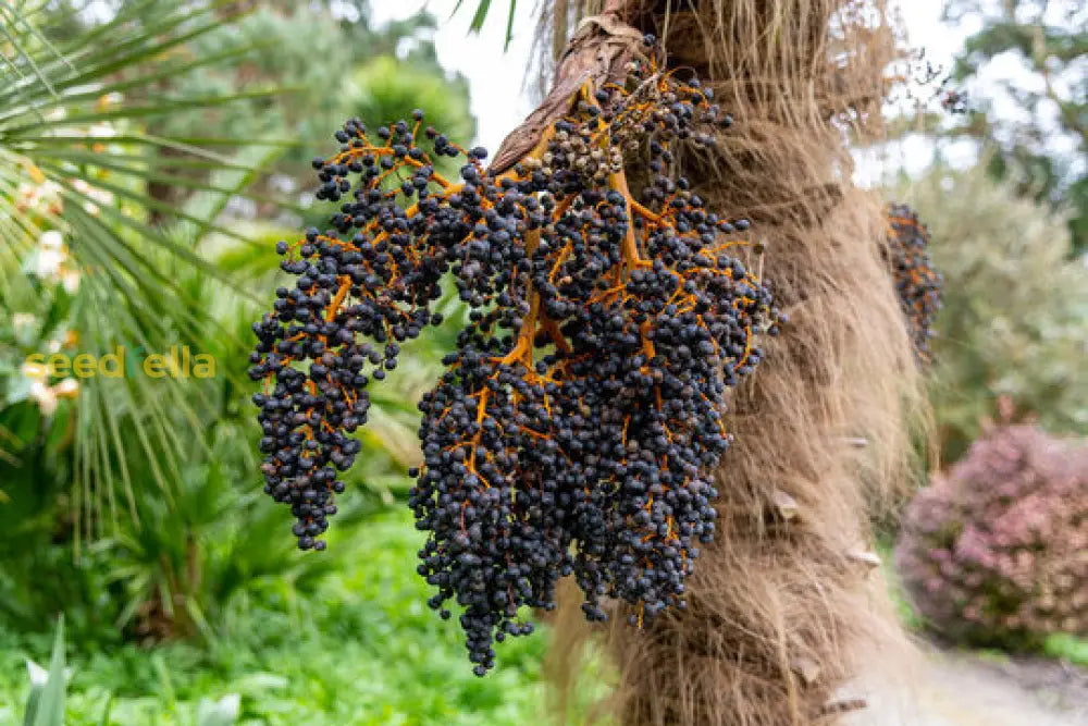 Non-GMO Acai Fruit Seeds for healthy and thriving gardens.