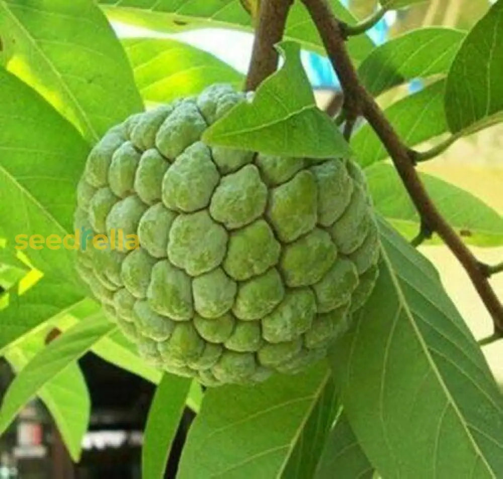 Non-GMO Annona Reticulata Seeds for a tropical fruit garden.