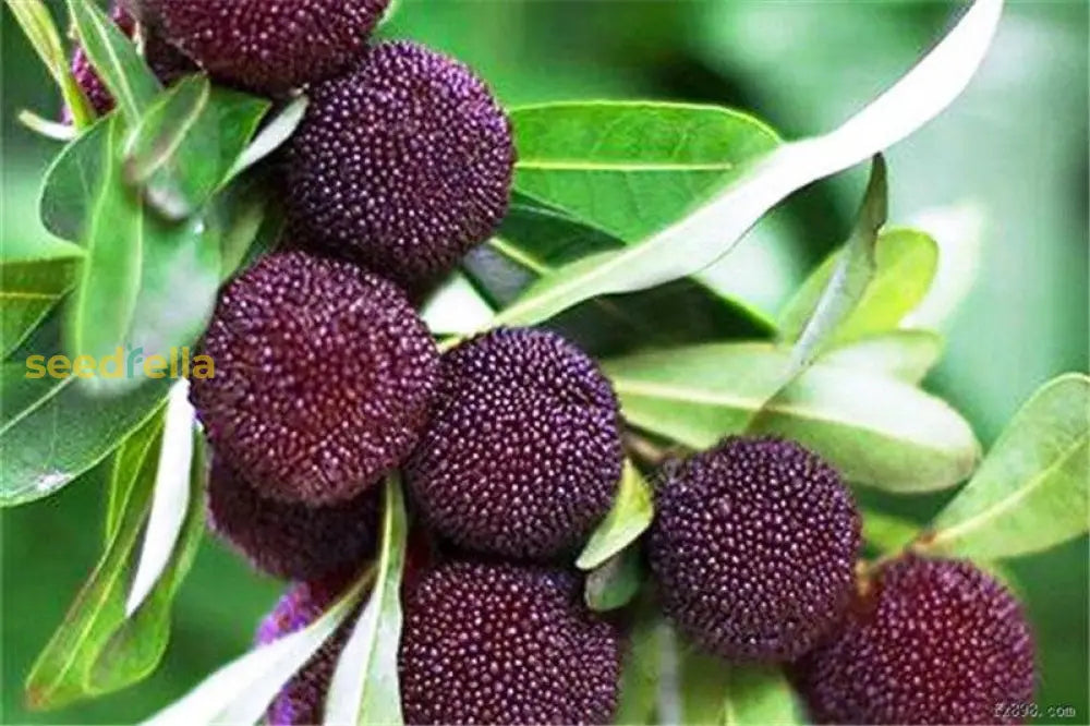 Non-GMO Arbutus Bayberry Fruit Seeds for your garden.