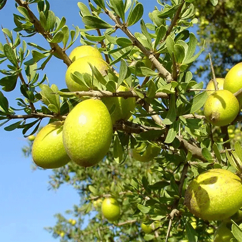 Non-GMO Argania Spinosa Seeds for a beautiful and resilient tree.