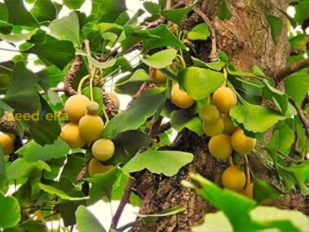 Non-GMO Biloba Ginkgo Seeds for ornamental tree cultivation.