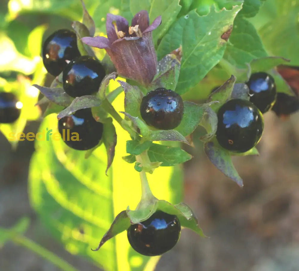 Non-GMO Black Belladonna Seeds for an ornamental garden touch.