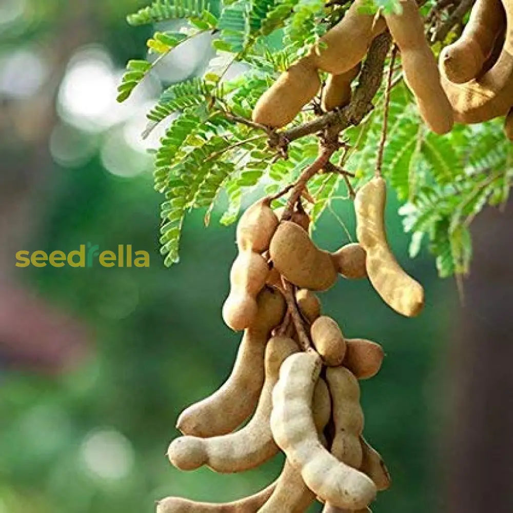 Non-GMO Brown Tamarind Seeds for your tropical garden.