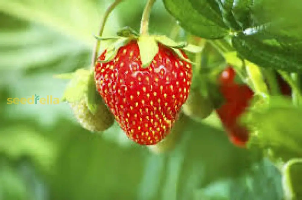 Non-GMO Erdbeere Strawberry Seeds for homegrown, juicy strawberries.