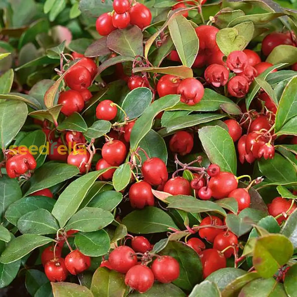 Non-GMO Gaultheria Fruit Seeds for a lush, evergreen garden.