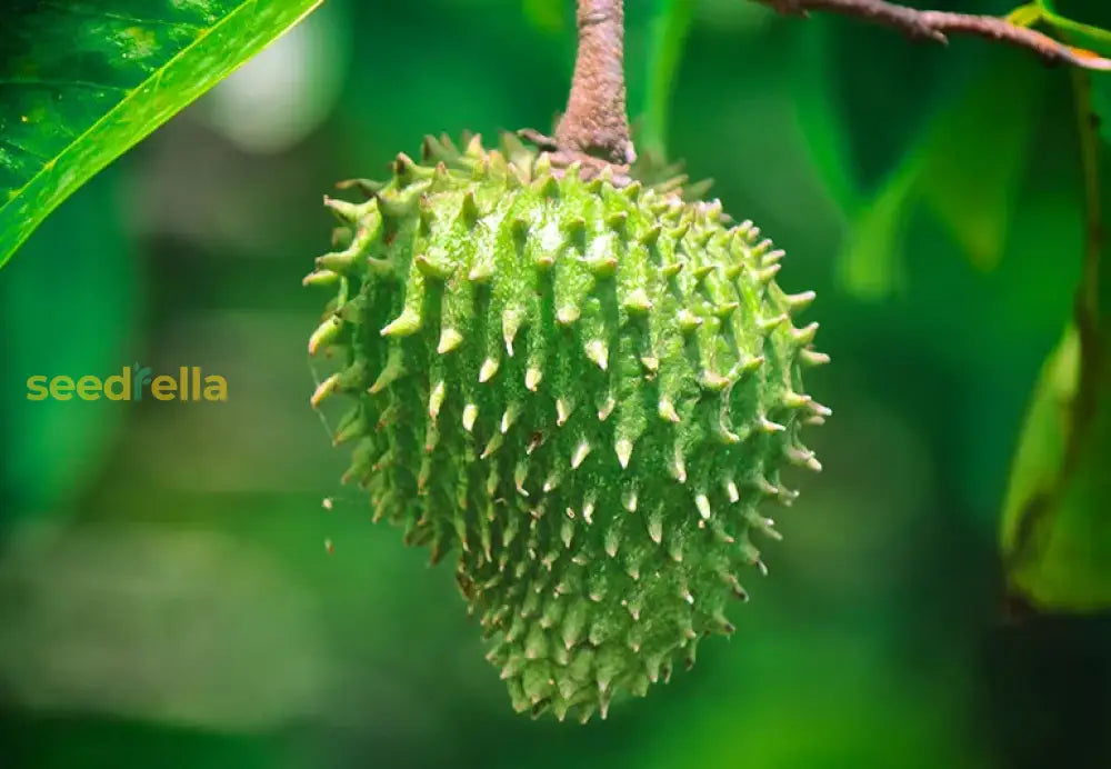 Non-GMO Graviola Fruit Seeds for homegrown tropical fruit.