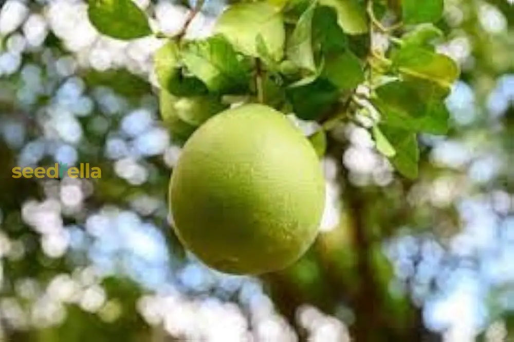 Non-GMO Green Grapefruit Seeds for your home garden.