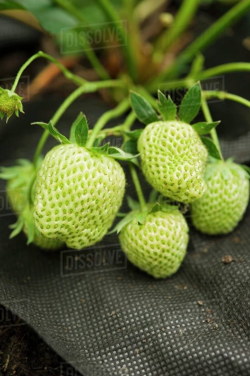 Non-GMO Green Strawberry Seeds for a distinctive, flavorful harvest.