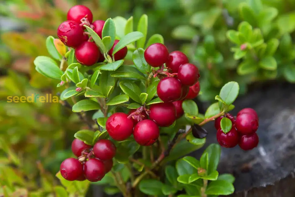 Non-GMO Lingonberry Seeds for your garden and edible landscape.