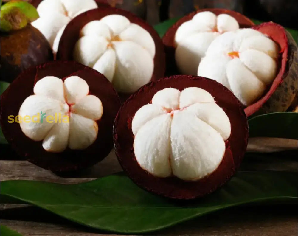 Non-GMO Mangostan Seeds for your garden and tropical fruit collection.