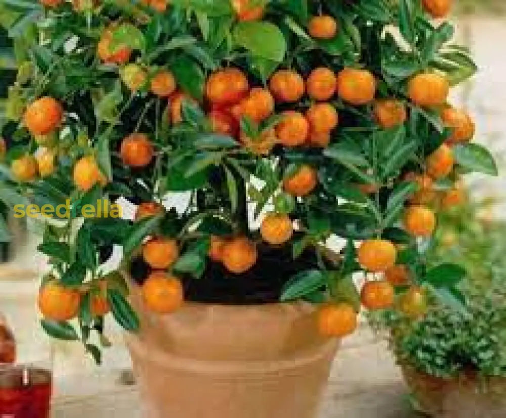 Non-GMO Orange Seeds for a healthy and vibrant citrus garden.