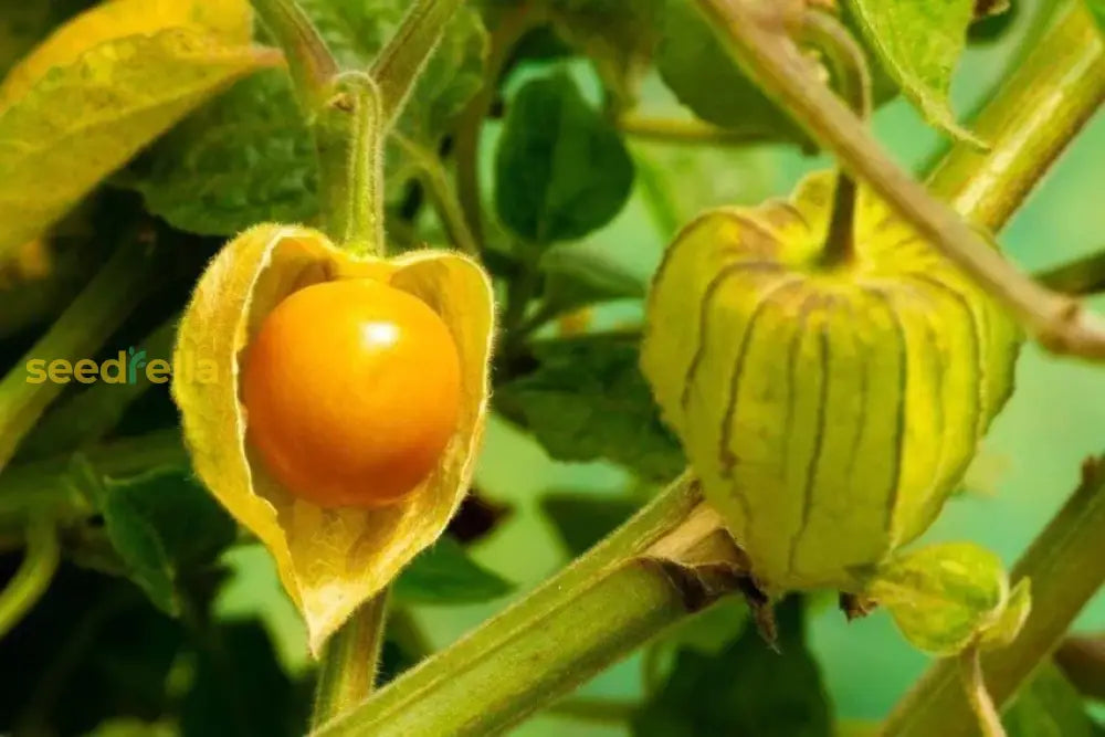 Non-GMO Orange Tomatillo Seeds for home garden cultivation.
