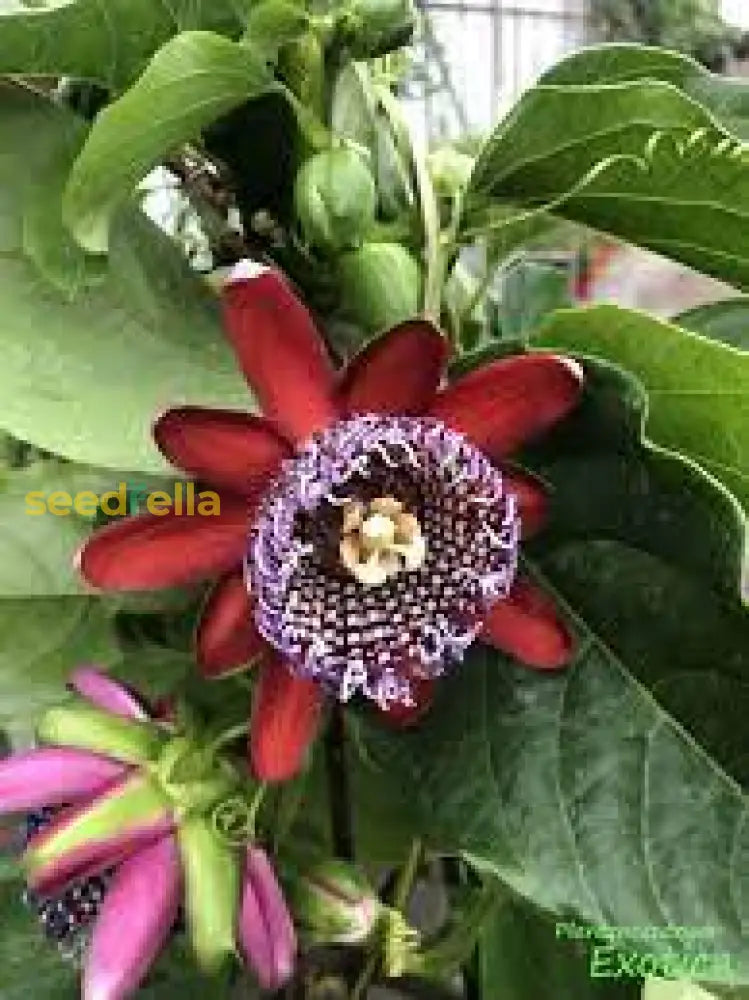 Non-GMO Passiflora Alata Seed for a unique, tropical fruit harvest.