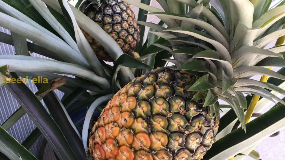 Non-GMO Pineapple Seeds for homegrown fruit and tropical gardens.
