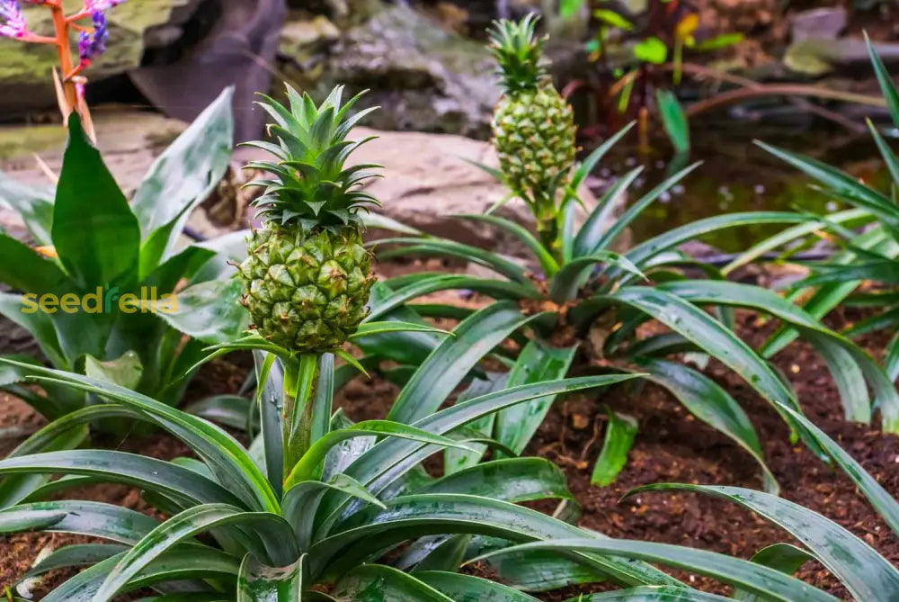Non-GMO Pineapple Seeds for healthy homegrown pineapples.
