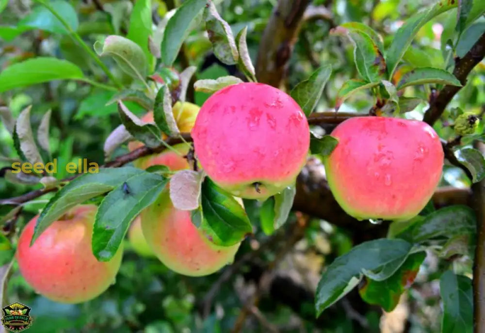 Non-GMO Pink Apple Seeds for your garden and fruitful harvests.