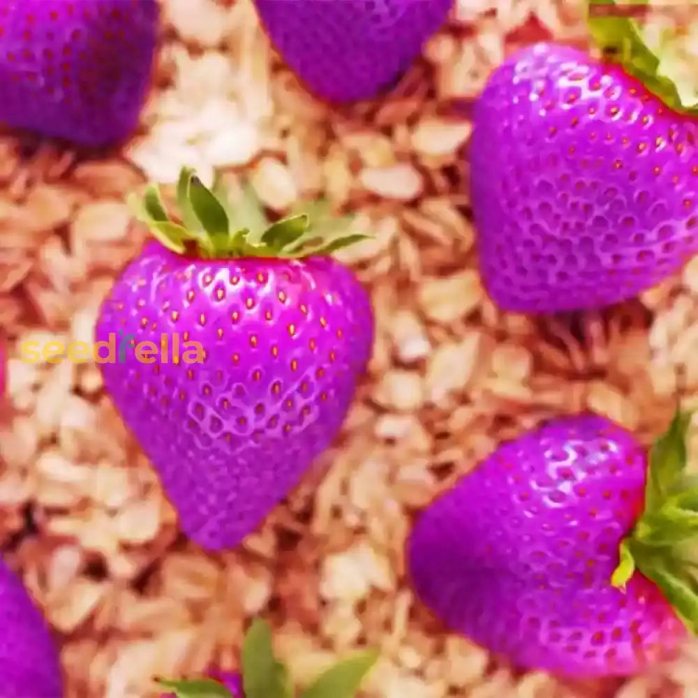Non-GMO Purple Strawberry Seeds for a unique and sweet strawberry harvest.