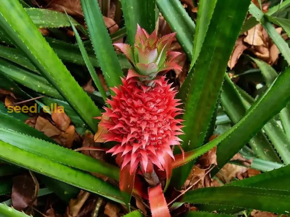 Non-GMO Red Pineapple Seeds for home gardening and tropical fruit.