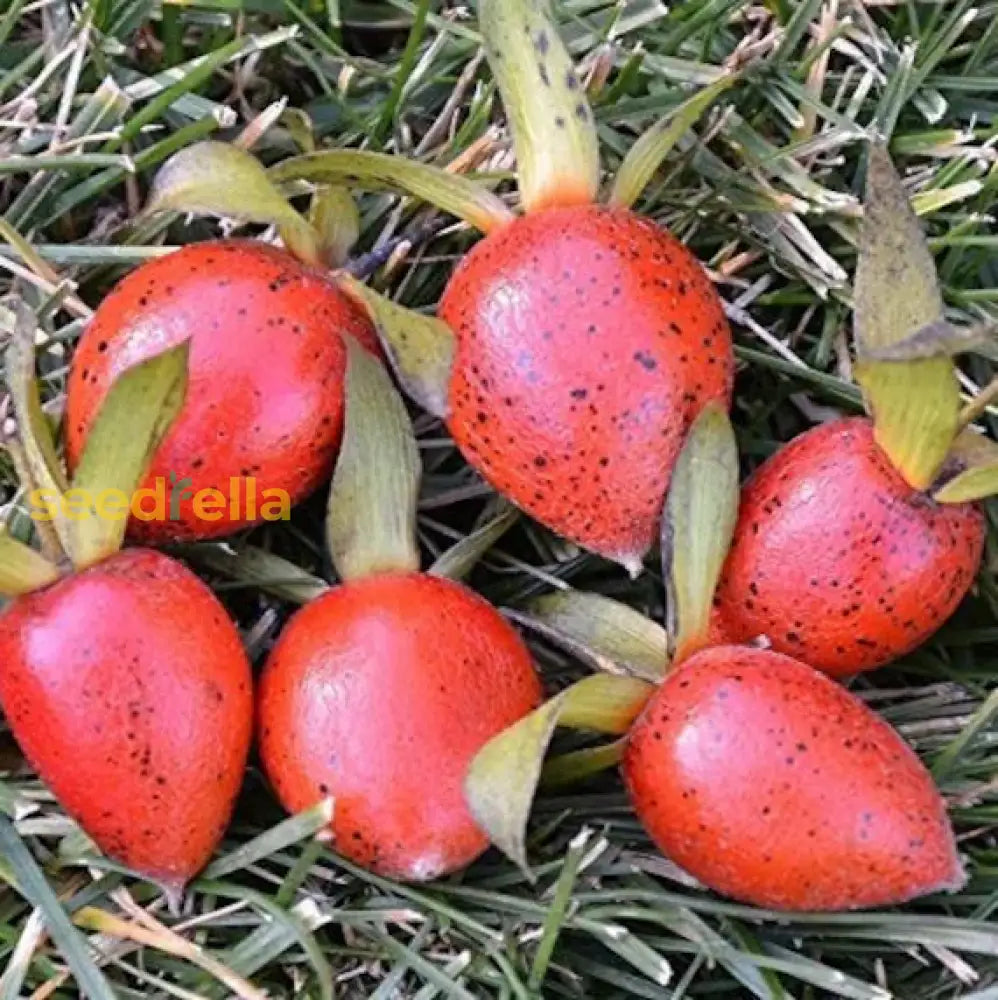 Non-GMO Red Rhombifolia Fruit Seeds for a colorful, fruitful garden.