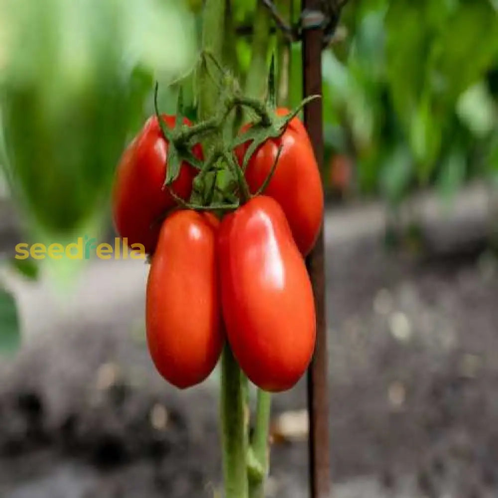 Non-GMO Red Scarlet Fruit Seeds for a beautiful and tasty harvest.