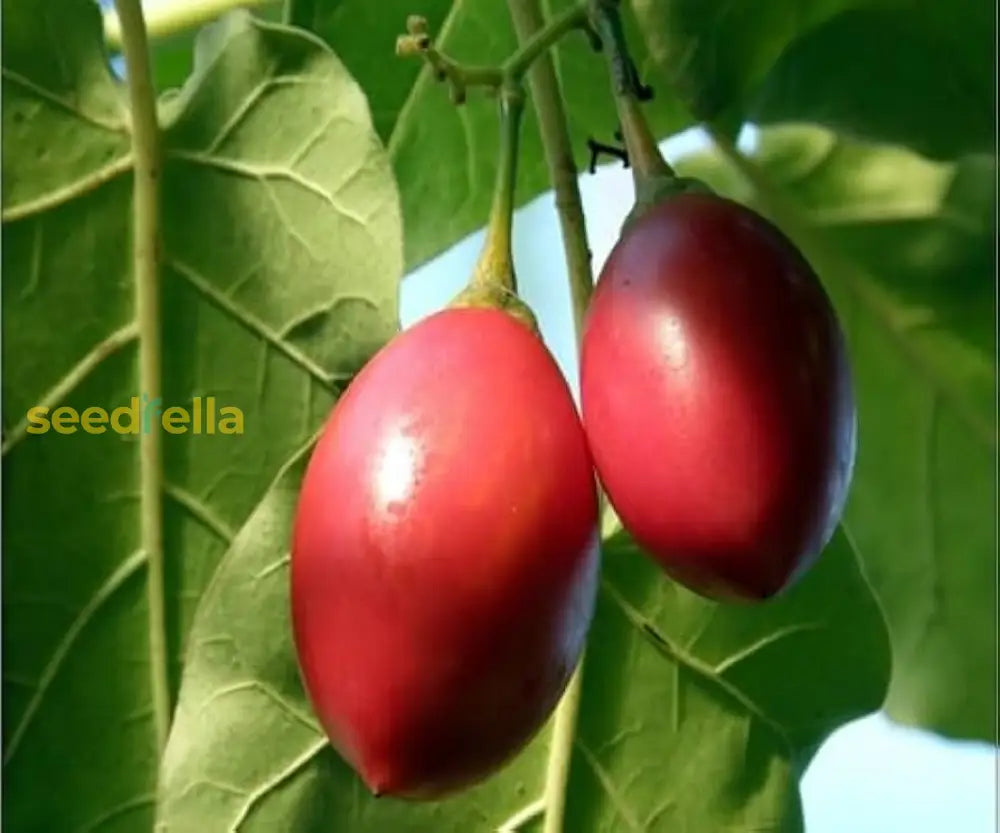 Non-GMO Tamarillo Seeds for homegrown, tropical fruits.