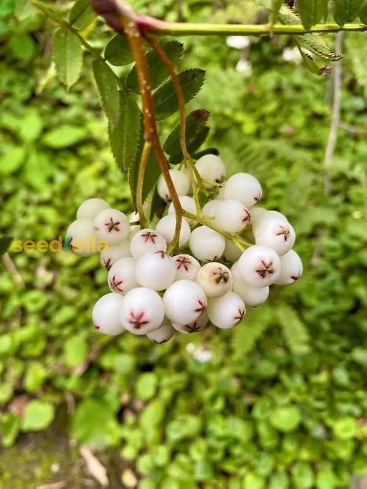 Non-GMO White Arbutus Bayberry Seeds for cultivating unique, flavorful fruit.