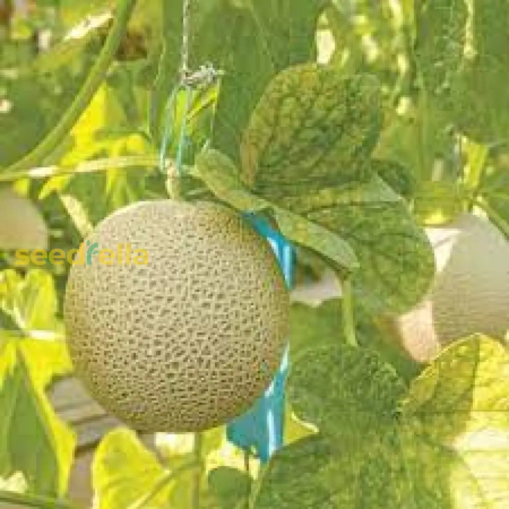 Grow fresh and delicious muskmelons with high-quality seeds.