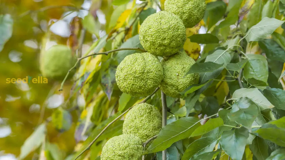 Grow a Yellow Maclura tree with these easy-to-plant seeds.