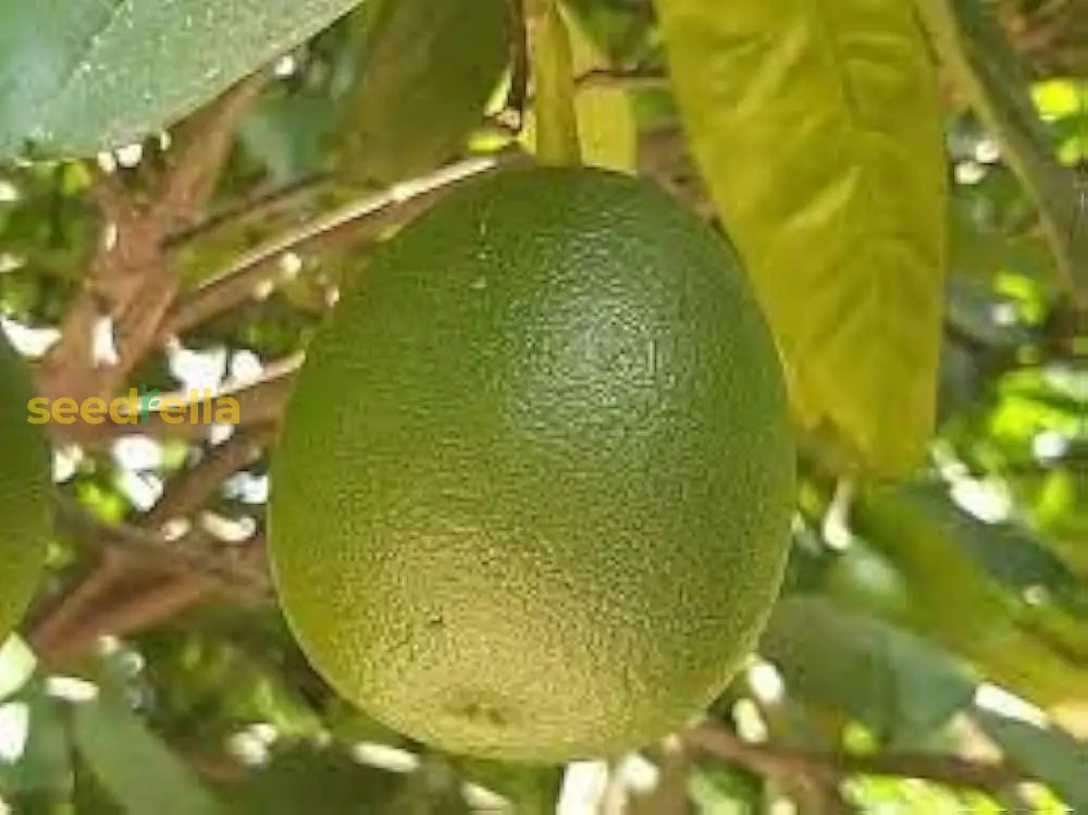 Non-GMO Yellow Mini Pummelo Seeds for a tropical citrus garden.