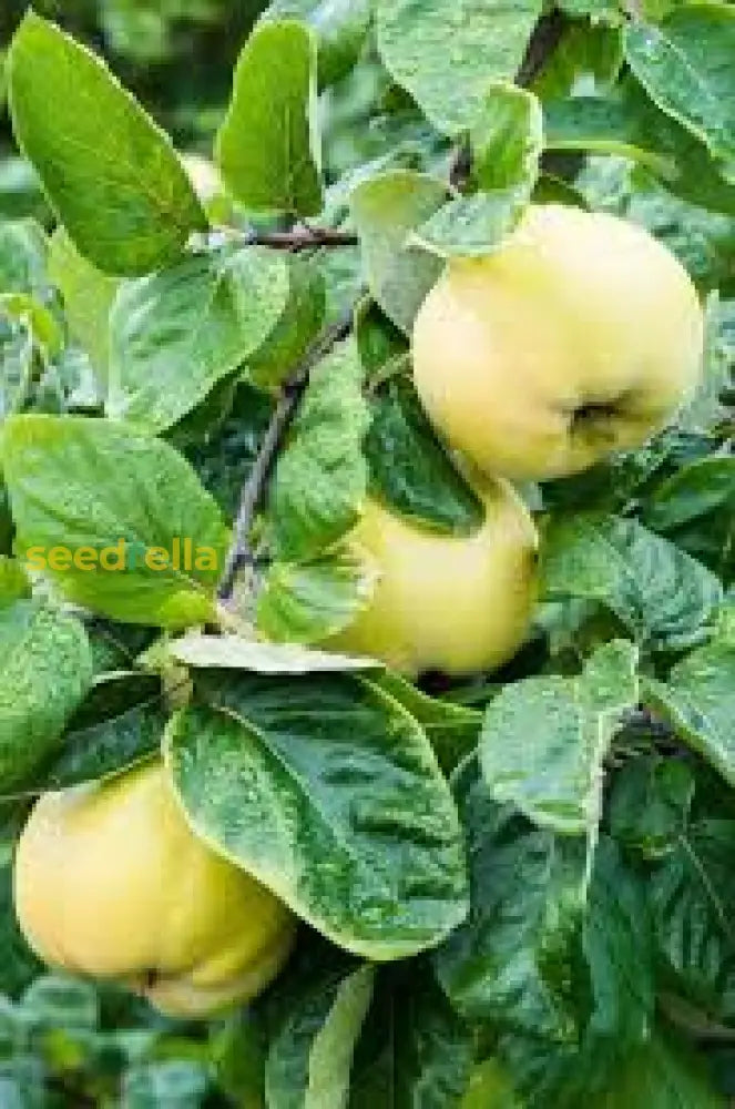 Grow a Yellow Quince tree with high-quality seeds.