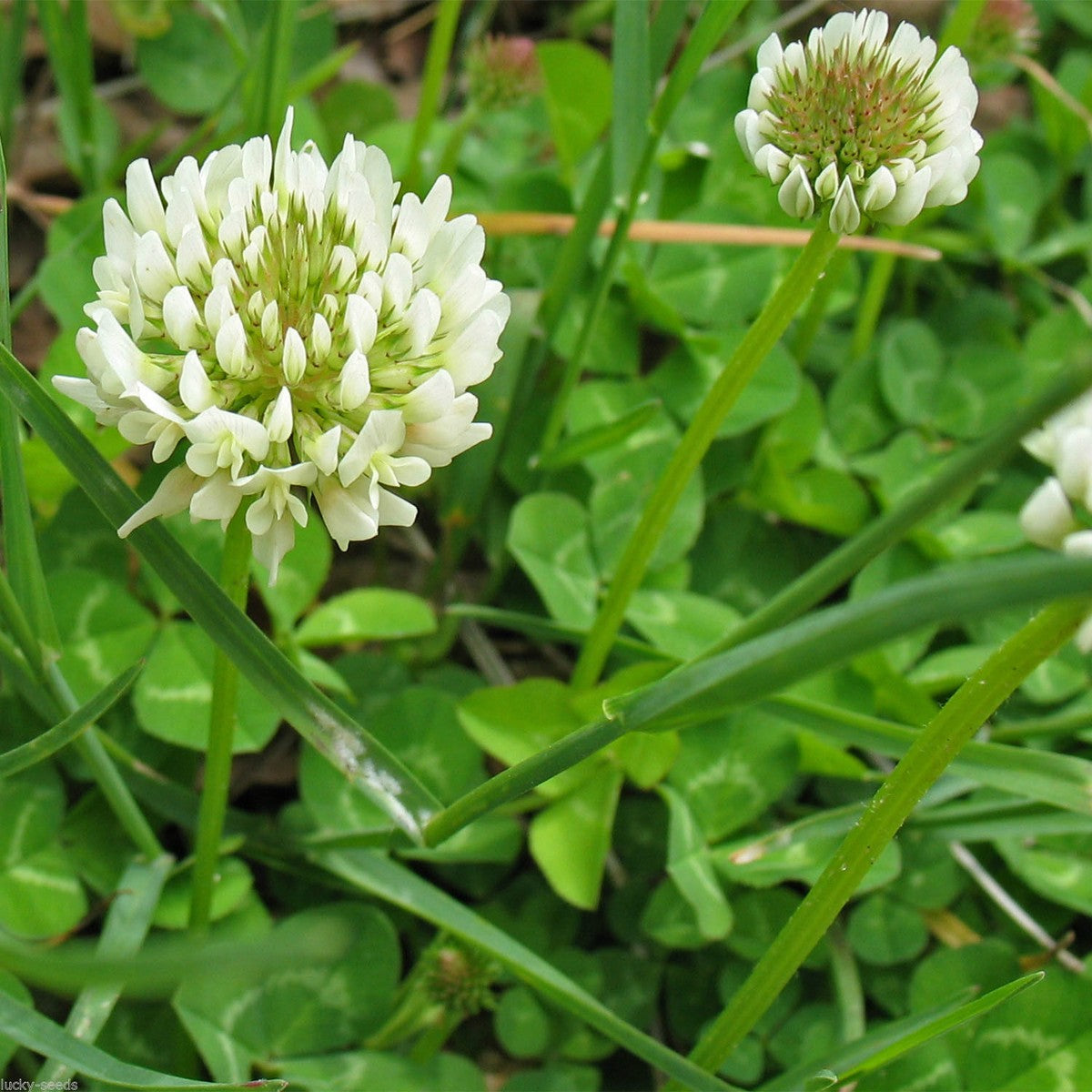 Non-GMO Clover Seeds for Lawns