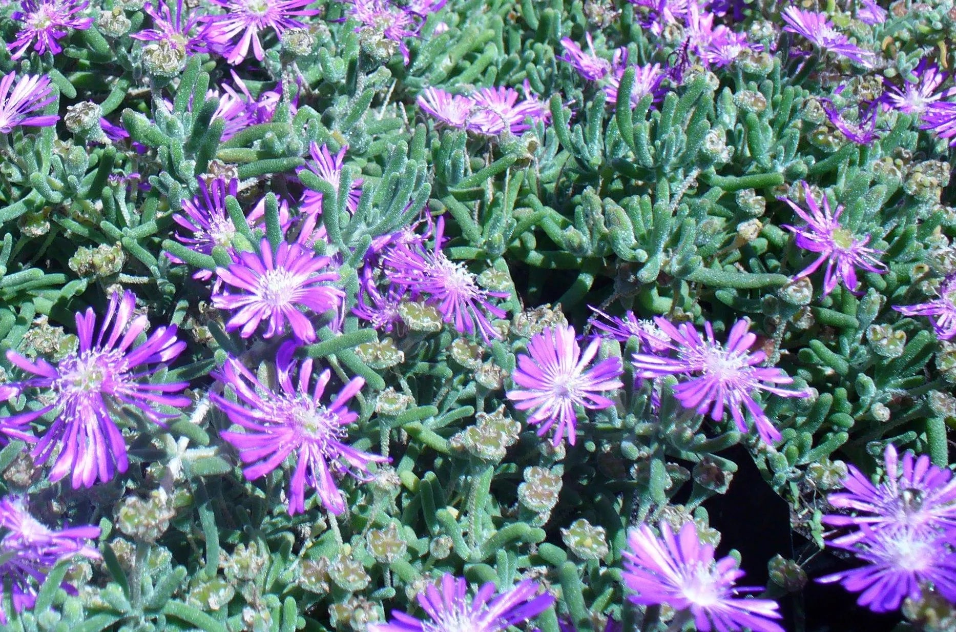Non-GMO Delosperma Succulent Seeds