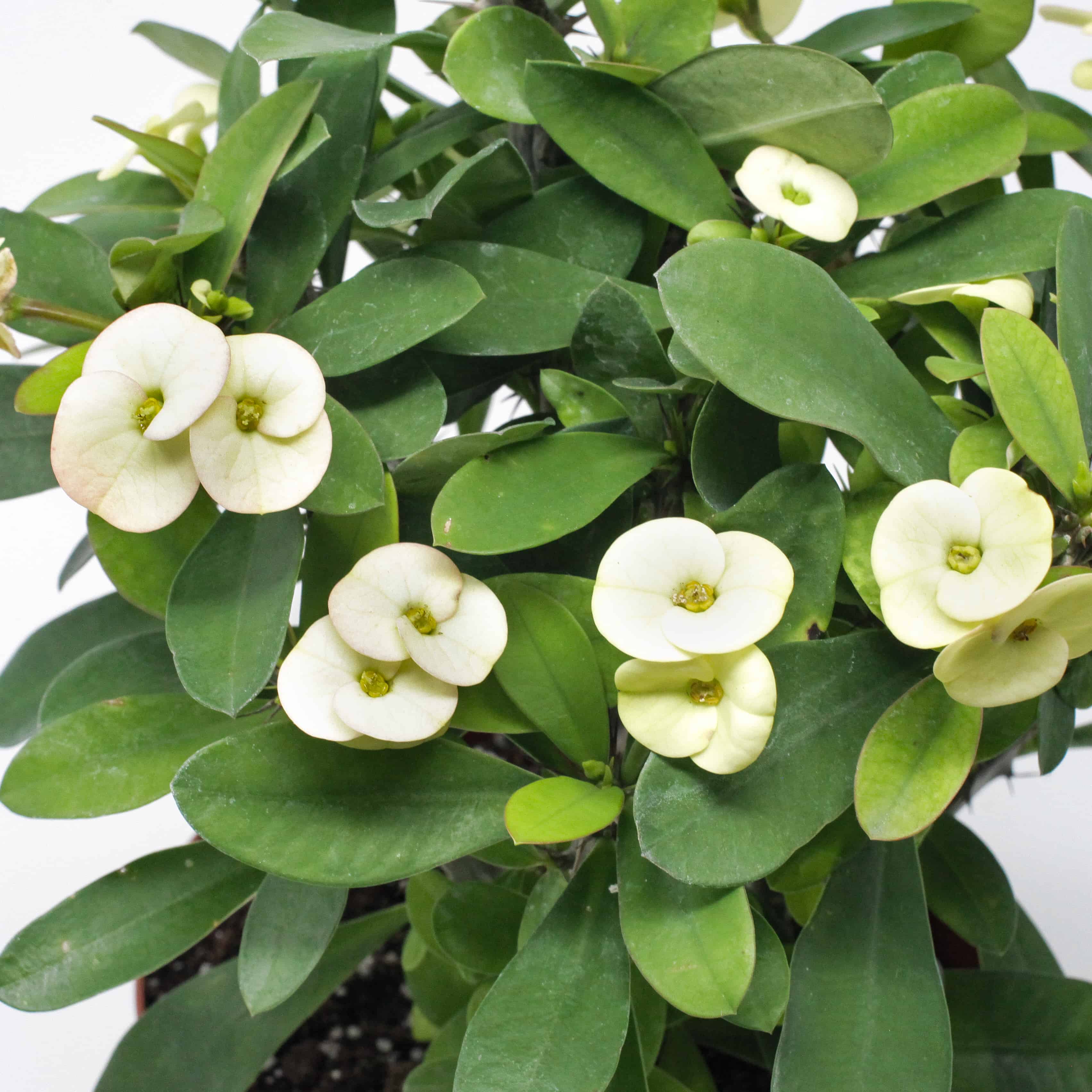 Non-GMO Euphorbia Milii Seeds for Garden
