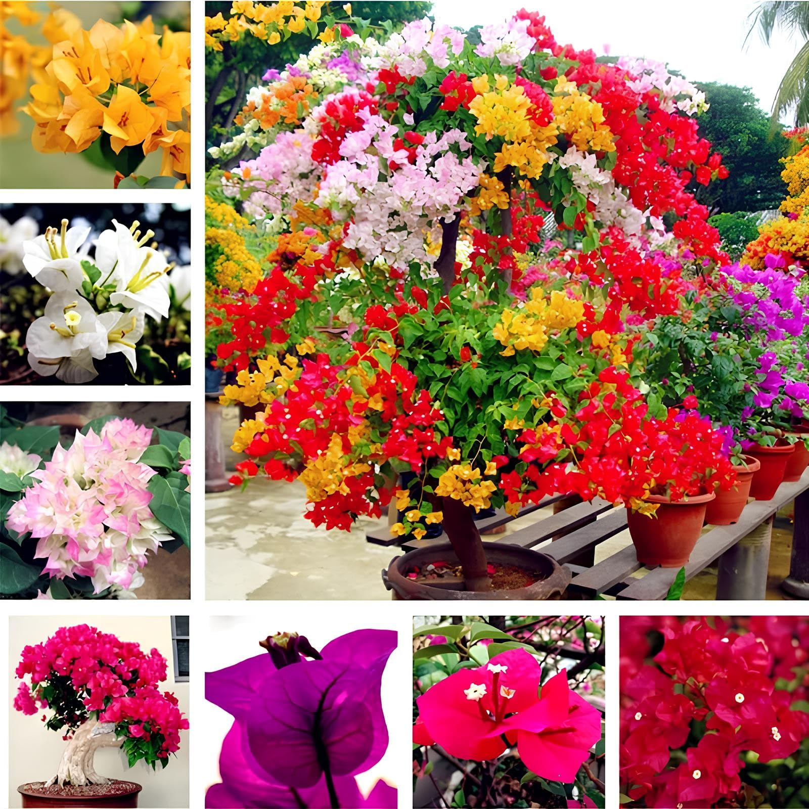 Non-GMO Mixed Bougainvillea Seeds