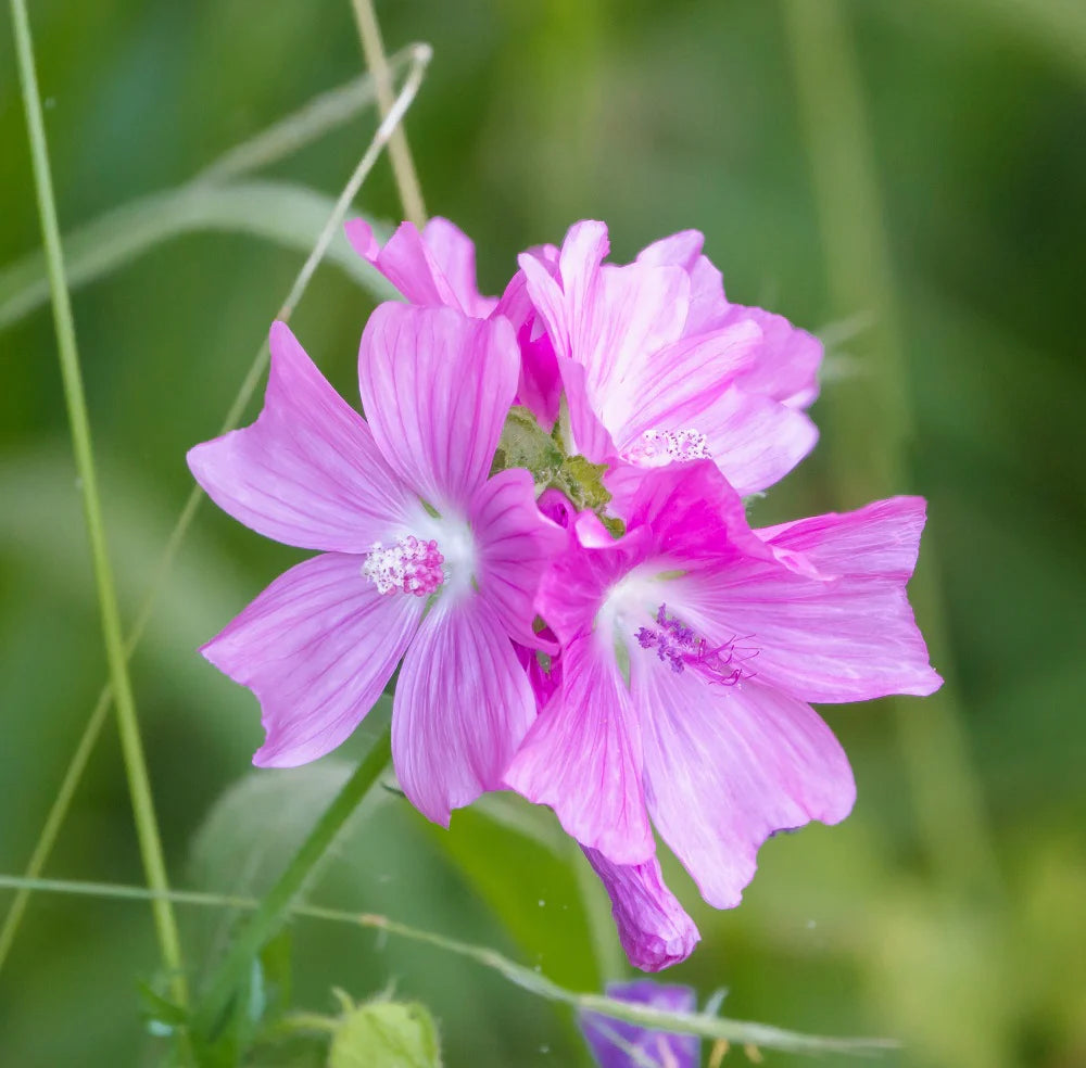 Non-GMO Pink Musk Mallow Seeds

