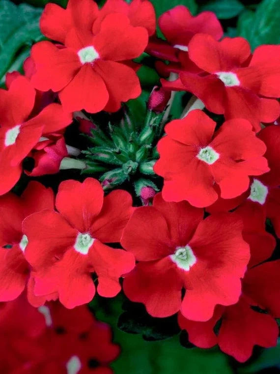 Non-GMO Red Verbena Seeds for Gardening