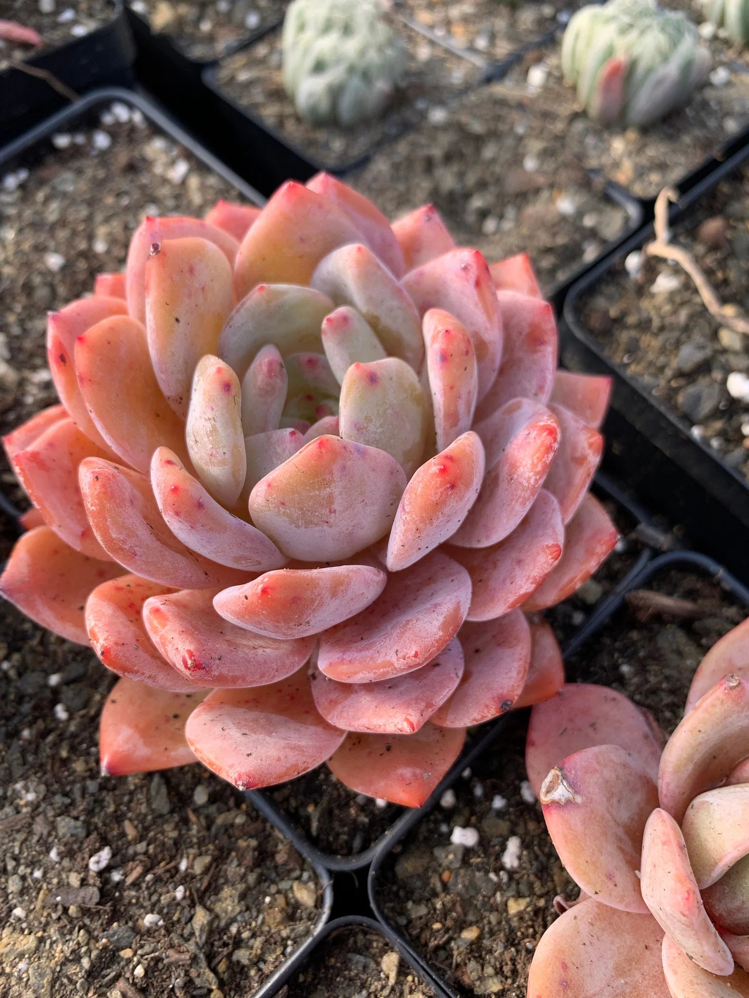 Non-GMO Echeveria Succulent Seeds for Indoor and Outdoor