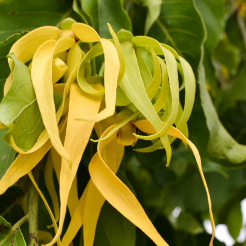 Non-GMO Yellow Cananga Seeds