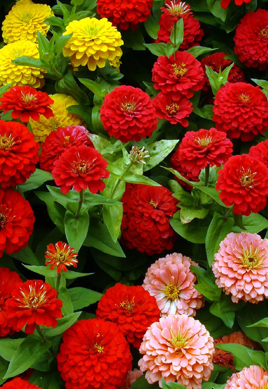 Non-GMO Zinnia Red Flower Seeds