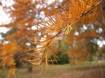 Orange Larch Flower seeds for Planting - Premium Quality, Heirloom & GMO Free Seeds for Home Garden
 
 Sale seeds for home garden