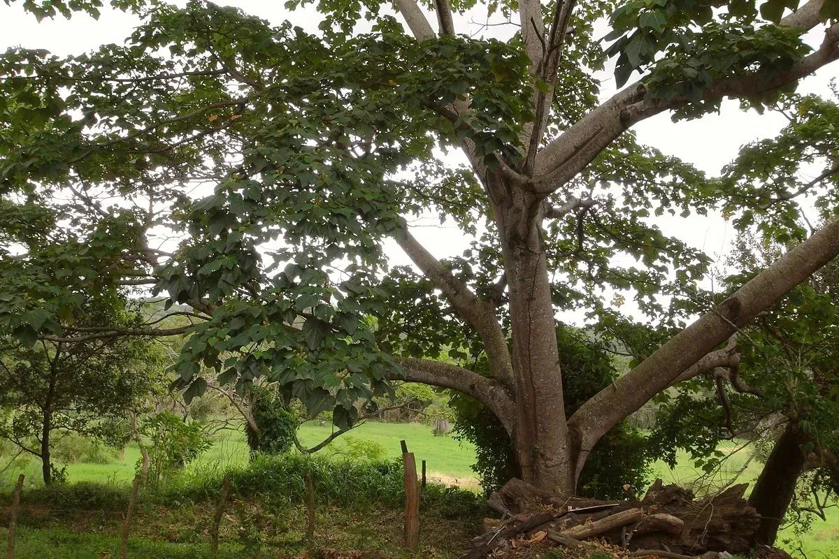 Balsa Tree Seeds For Lightweight Planting