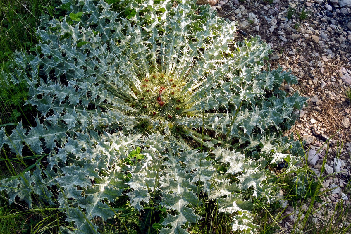 onopordum-thistle-garden-landscape