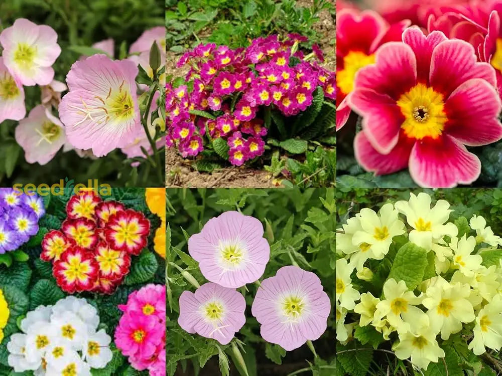 Mixed Ophrys Speculum seeds for planting