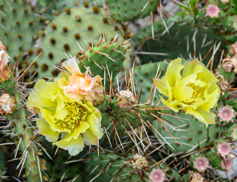 Opuntia Cactus Seeds for Gardening