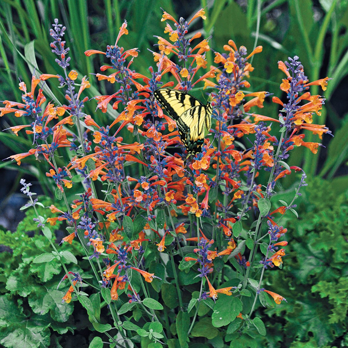 Orange Agastache flowers blooming in garden