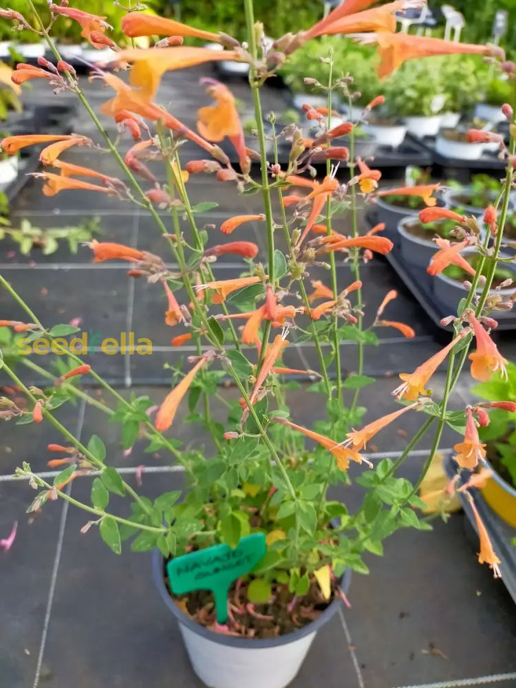 Ornamental Agastache Navajo flowering plant